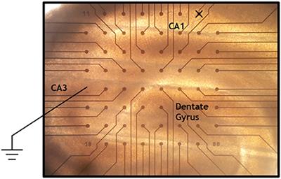 Analysis and Modeling of Subthreshold Neural Multi-Electrode Array Data by Statistical Field Theory